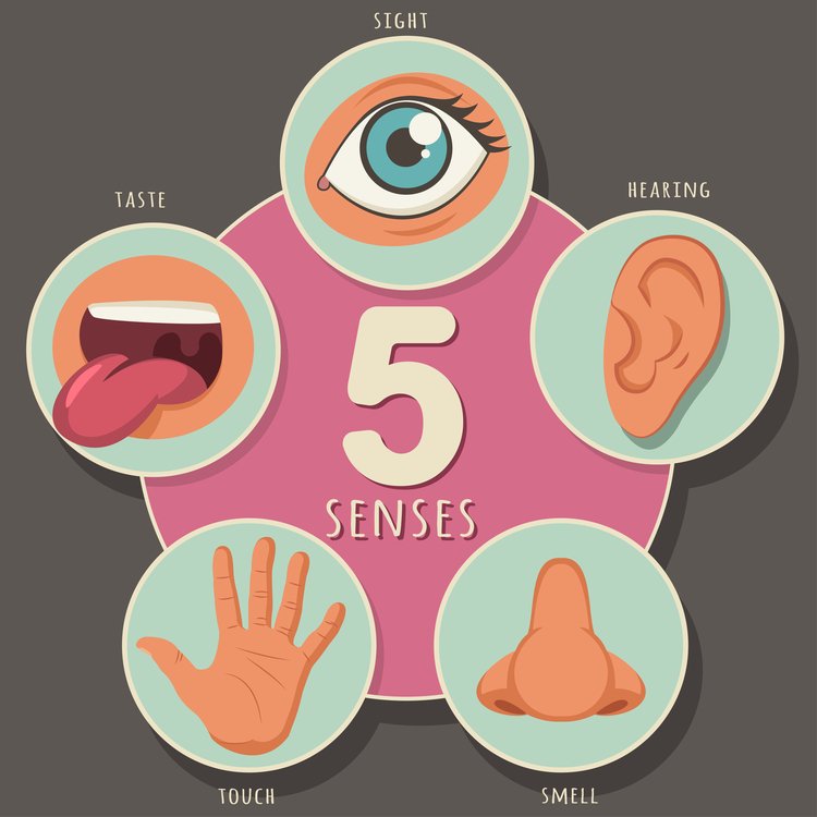 the five human senses