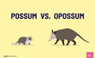 A possum and opossum staring at each other. Text reads possum vs. opossum.