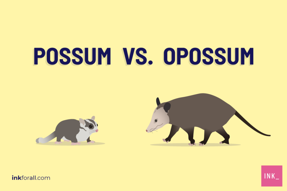 A possum and opossum staring at each other. Text reads possum vs. opossum.