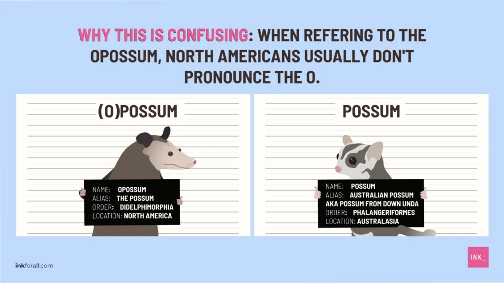 Mugshots of an opossum and possum. Both animals are pictured holding placards. The opossum's placard contains the following: name, opossum; alias, the possum; order, didelphimorphia; location, North America. The possum's placard reads: name, possum; alias, Australian Possum aka possum from down unda; order, phalangeriformes; location, Australasia. Above the image, the text reads: Why this is confusing? When referring to the opossum, North Americans usually don't pronounce the 'o.'