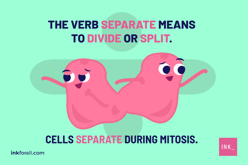 An image of cells separating during mitosis. Text reads: The verb separate means to divide or split.