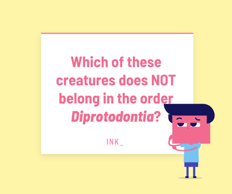 Which of these creatures does NOT belong in the order Diprotodontia?