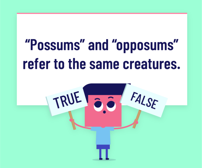 “Possums” and “opossums” refer to the same creatures.